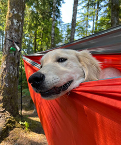 Dog laying in a hammock in a forest